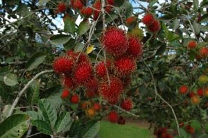 pom-rambutan